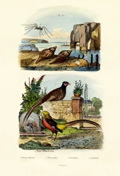 Pheasant
